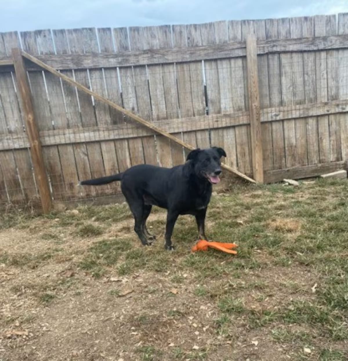 Photo of Cassidy, adoptable senior Labrador Retriever in Pluckemin, New Jersey