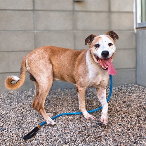 Photo of Titan, adoptable senior American Pit Bull Terrier in Mesa, Arizona