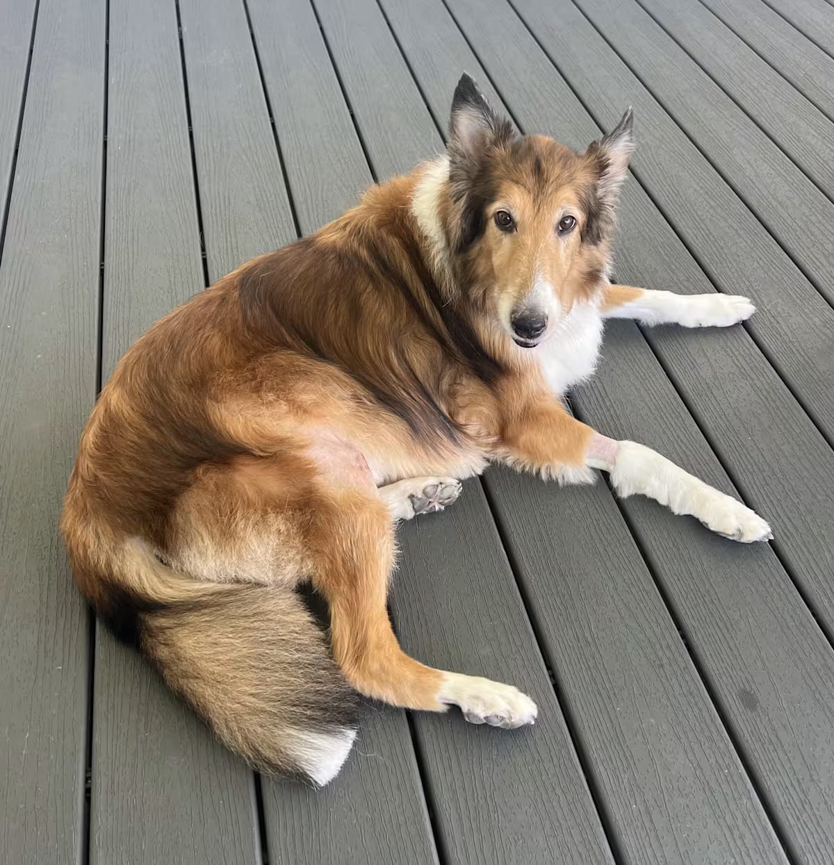 Photo of Jake, adoptable senior Collie in Wilmington, Delaware