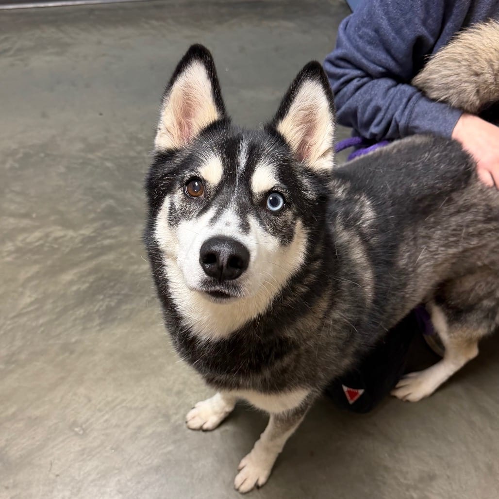Photo of Squidward, adoptable senior Husky, Siberian / Mix in DeKalb, Illinois