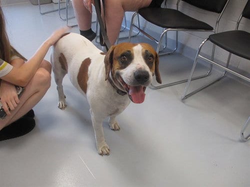 Photo of Crumbl, adoptable senior Beagle in Ocala, Florida