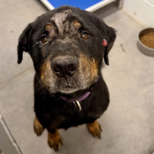 Photo of Wilbur, adoptable senior Rottweiler in Tavares, Florida