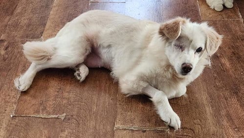 Photo of Sadie, adoptable senior Golden Retriever in Seven Valleys, Pennsylvania