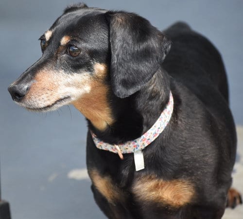 Photo of Dixie in TN (looking for a forever foster), adoptable senior Dachshund in Shelbyville, Tennessee