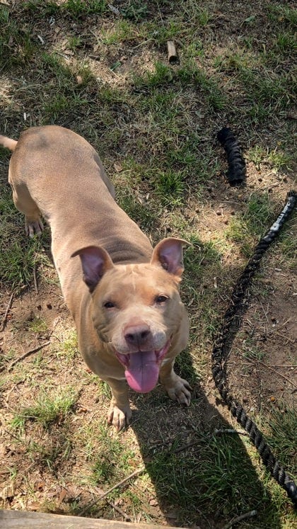 Photo of Winry, adoptable senior dog in Atlanta, Georgia