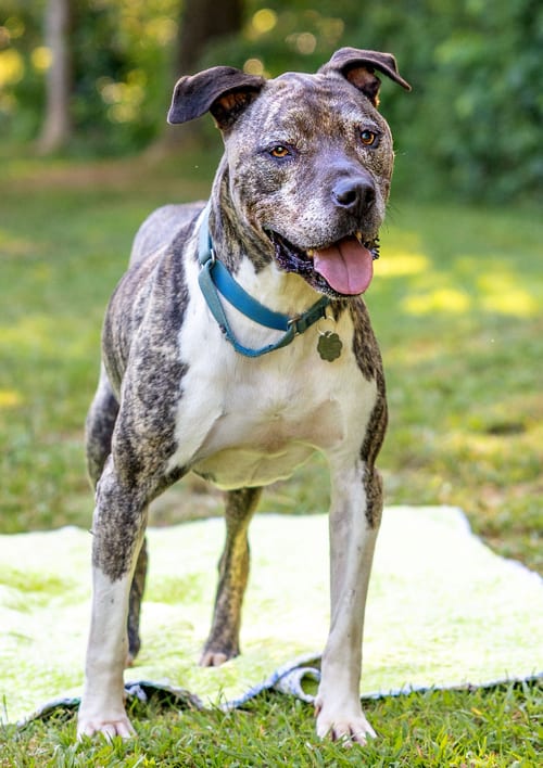 Photo of Hector *FOSTER NEEDED TOO, adoptable senior Staffordshire Bull Terrier in Atlanta, Georgia
