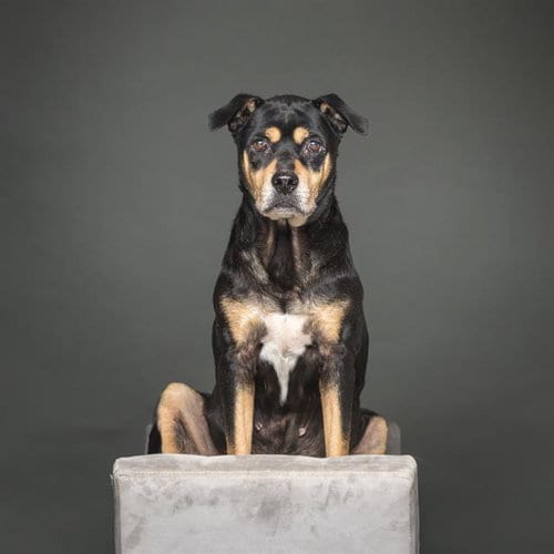 Photo of Precious, adoptable senior Rottweiler in Dallas, Texas