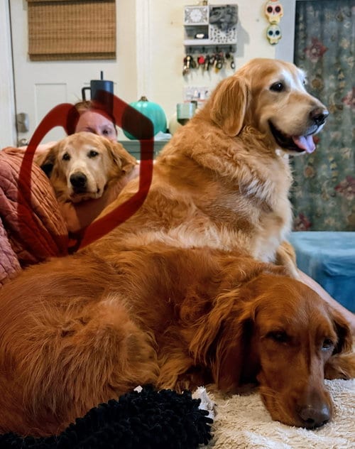 Photo of Nike 1524, adoptable senior Golden Retriever in Bonita Springs, Florida