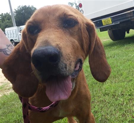 HOWARD, adoptable senior Bloodhound in Green Cove Springs, FL