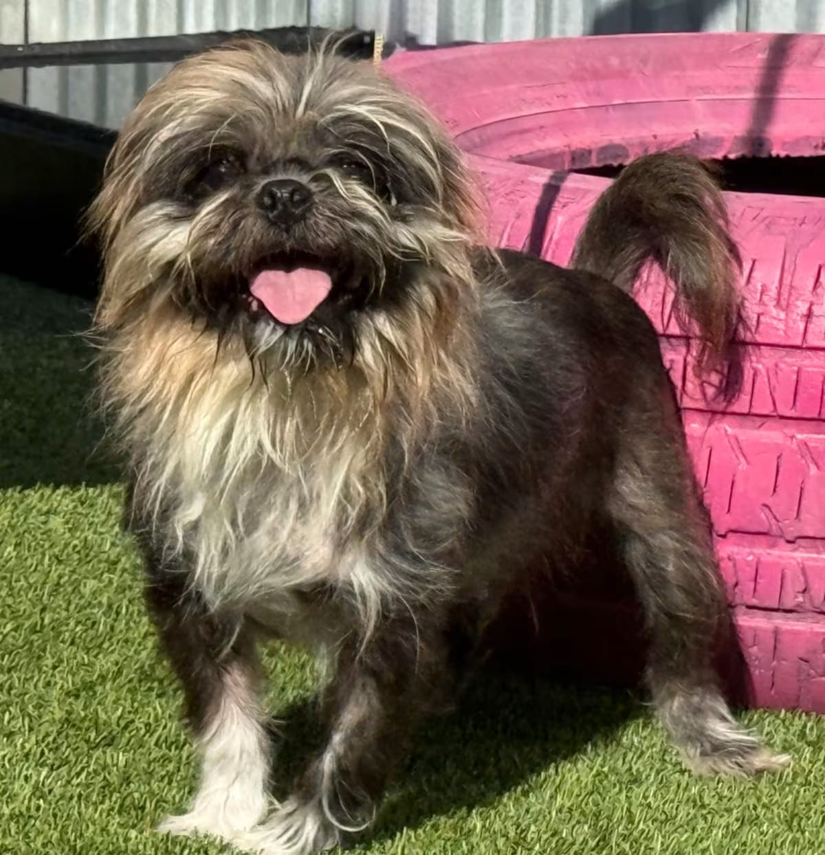 Photo of Winchester, adoptable senior Shih Tzu Pointer in Hondo, Texas
