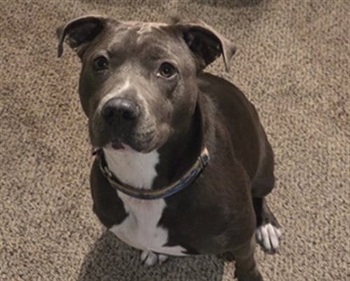 Photo of Winnie, adoptable senior American Pit Bull Terrier in Ocala, Florida