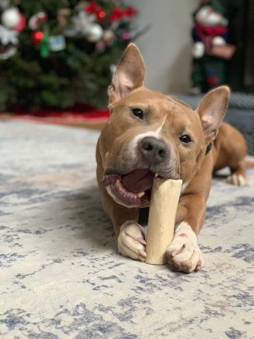 Photo of Meatball, adoptable senior Terrier in Holly Springs, North Carolina