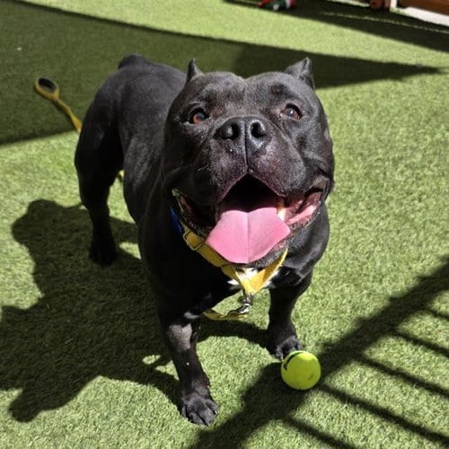 Photo of Swoosh, adoptable senior Bullmastiff in Las Vegas, Nevada