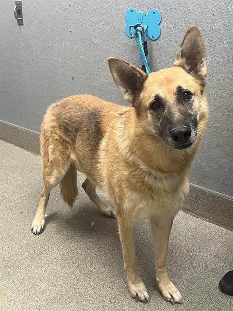 Photo of Lilly, adoptable senior German Shepherd Dog in Las Vegas, Nevada