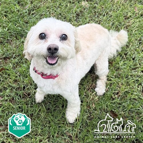 Photo of Pumpkin, adoptable senior Shih Tzu in Irvine, California