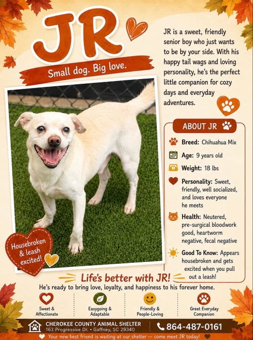 Photo of JR, adoptable senior Chihuahua in Stratham, New Hampshire