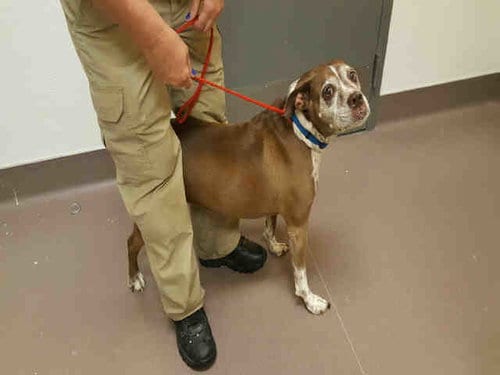 STORMY, adoptable senior Boxer in Norman, OK