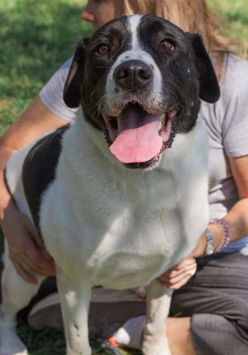 Photo of Mickey, adoptable senior Labrador Retriever in Mooresville, North Carolina