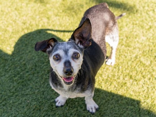 Photo of Elizabeth, adoptable senior Chihuahua in Martinez, California