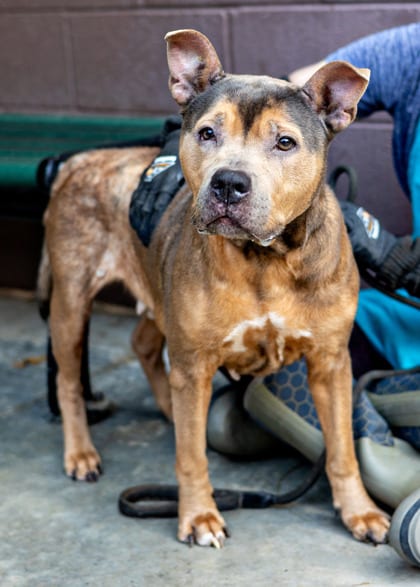 Photo of Henny, adoptable senior dog in Chamblee, Georgia
