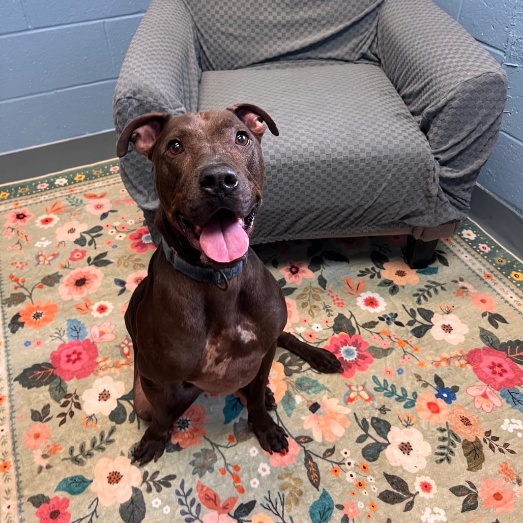 Photo of Darius, adoptable senior Mixed Breed (Large) in Columbus, Georgia