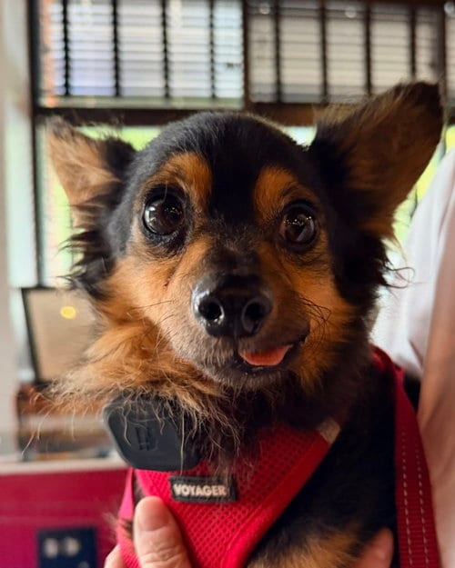 Photo of Snapper, adoptable senior Chihuahua in Holly Springs, North Carolina