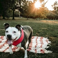 Photo of Jenny, adoptable senior Terrier (Unknown Type, Medium) Mixed Breed (Medium) in O'Fallon, Missouri