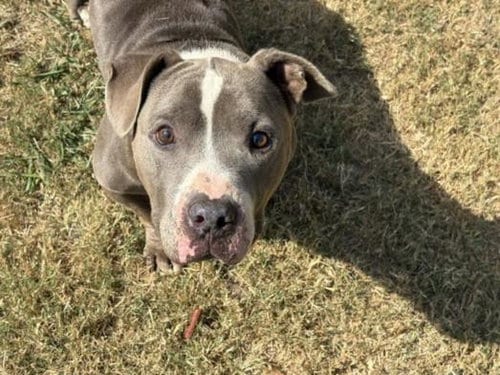 Photo of T-Rex, adoptable senior American Bulldog in Tulsa, Oklahoma