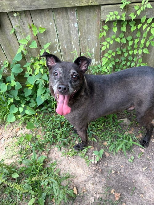 Blade, adoptable senior Shepherd in Jackson, MS