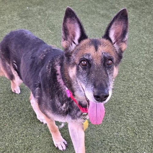 Photo of Lia, adoptable senior German Shepherd Dog in Las Vegas, Nevada