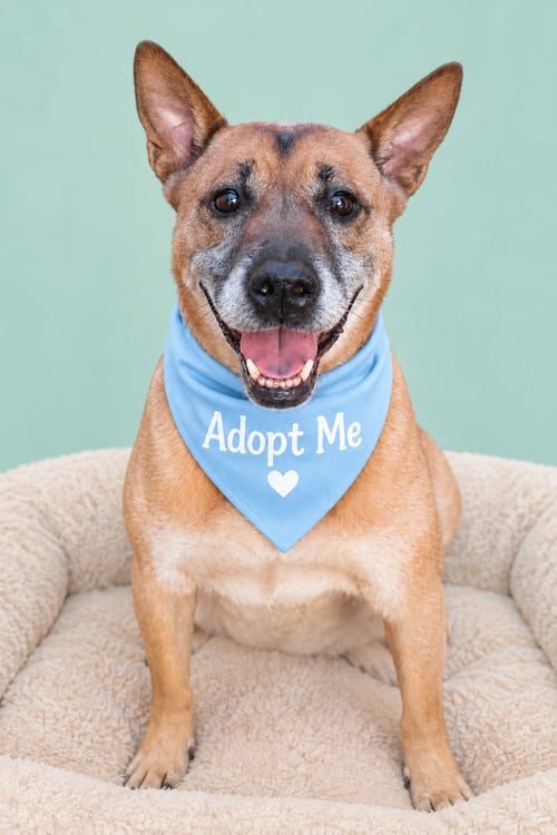 Photo of Duke (Kenzo), adoptable senior Jindo (Korean) in Inglewood, California
