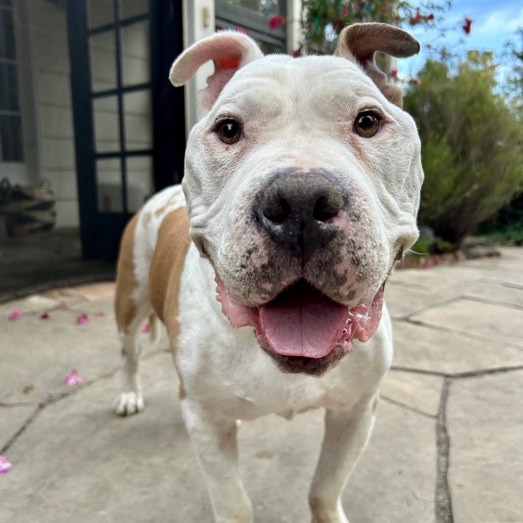 Photo of Champion, adoptable senior Mixed Breed (Large) in San Francisco, California