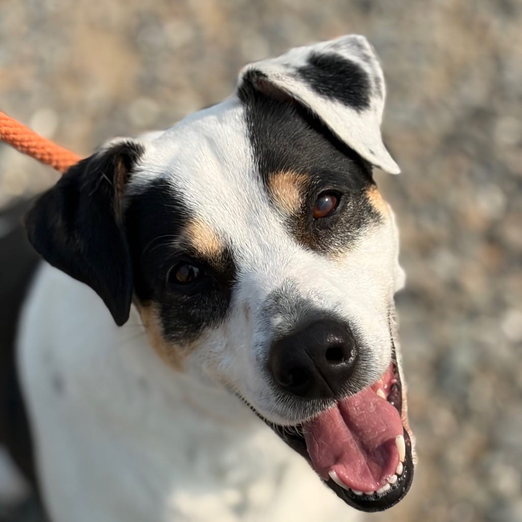 Photo of Mr. Duke, adoptable senior American Blue Heeler / Terrier, Jack Russell in Hayden, Idaho