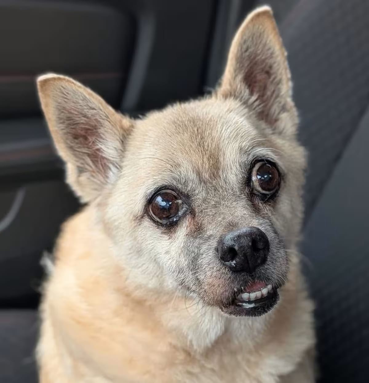 Photo of Carmen, adoptable senior Chihuahua Pug in Rockville, Maryland