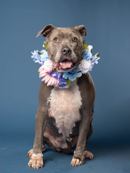 Photo of Penelope, adoptable senior dog in Atlanta, Georgia