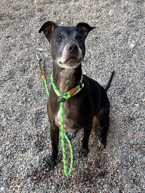 Photo of Pepper, adoptable senior American Pit Bull Terrier in Mesa, Arizona