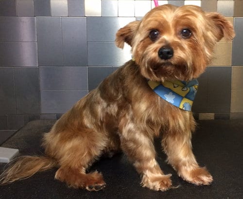 Photo of Pitman, adoptable senior Yorkshire Terrier Yorkie in Pawtucket, Texas