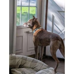 Photo of Earl, adoptable senior Mixed Breed (Medium) in New Castle, Delaware