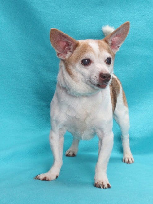 Photo of Hercules, adoptable senior Chihuahua in Burbank, California