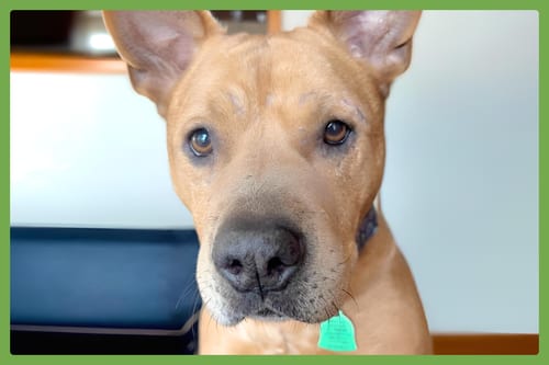 Photo of Brandy, adoptable senior American Pit Bull Terrier in Amherst, Massachusetts