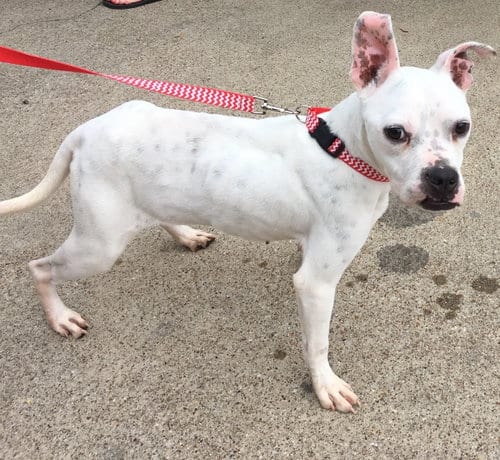 Marlee (Forever Foster), adoptable senior American Pit Bull Terrier in Little Elm, TX