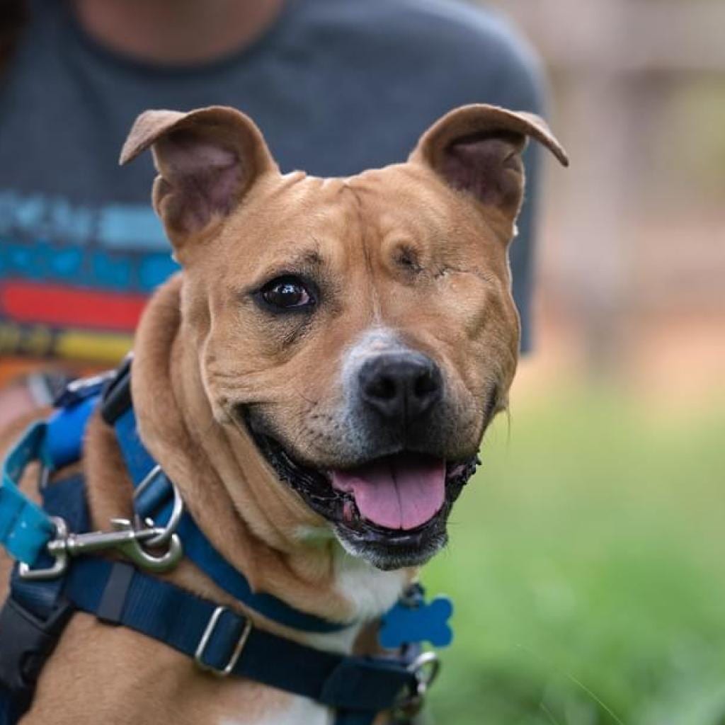 Photo of Norberta, adoptable senior Terrier, American Pit Bull / Mix in Kanab, Utah