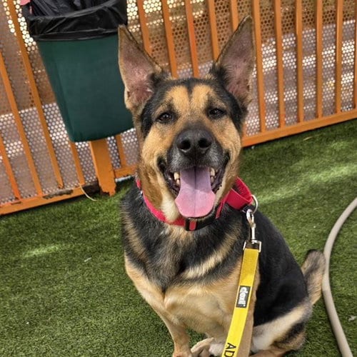Photo of Rocky, adoptable senior German Shepherd Dog in Las Vegas, Nevada