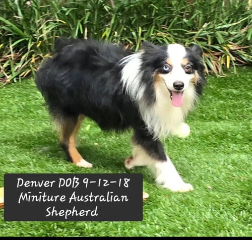 Photo of Denver, adoptable senior Australian Shepherd in York, South Carolina
