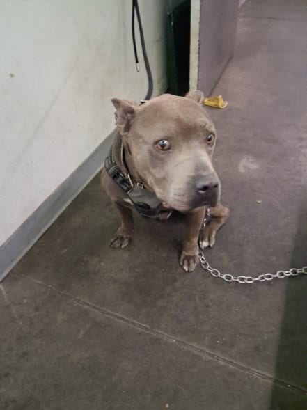 Photo of Grady, adoptable senior Pit Bull Terrier in Los Angeles, California