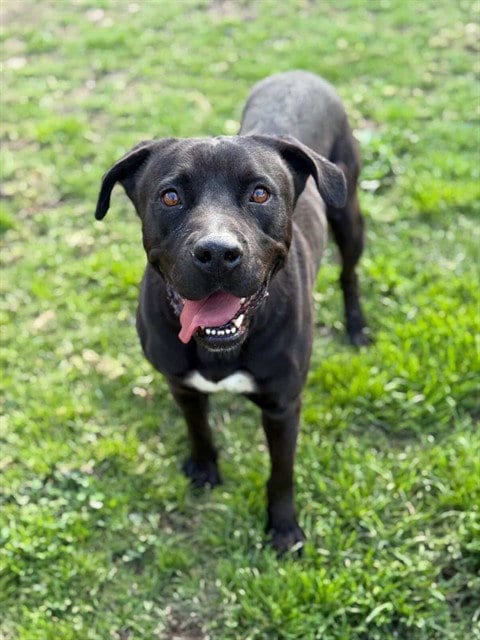 Photo of Leo, adoptable senior Pit Bull Terrier in Riverside, California