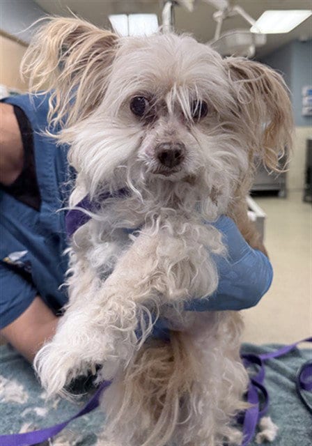 Photo of Royal, adoptable senior Poodle (Miniature) in Riverside, California
