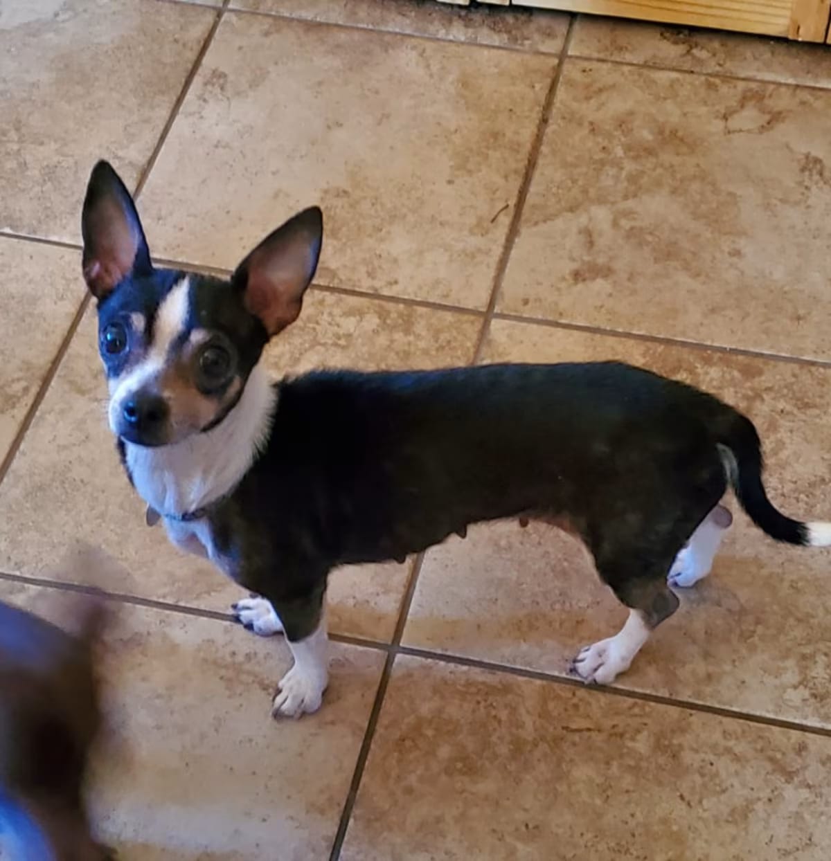 Photo of Rose Quartz "Rosie", adoptable senior Chihuahua in Ladson, South Carolina