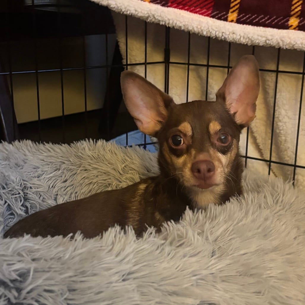 Photo of Hershey, adoptable senior Chihuahua in Georgia, Georgia