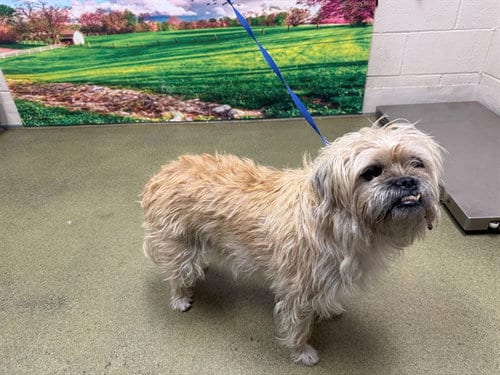 Photo of A554234, adoptable senior Lhasa Apso in Moreno Valley, California